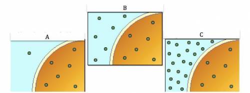 The brownish/orange circle is a cell and the white ring represents its membrane. In which picture (