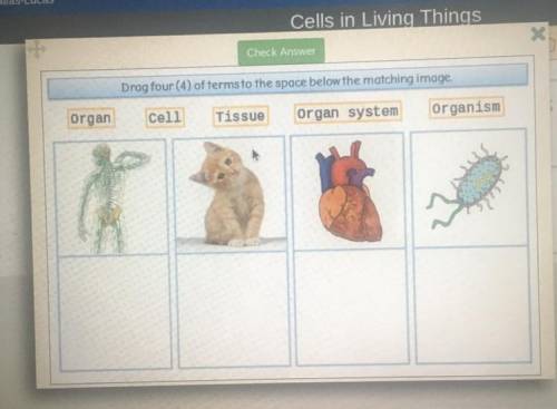 Cells in Living Things

Check Answer
Drog four (4) of terms to the space below the matching image.