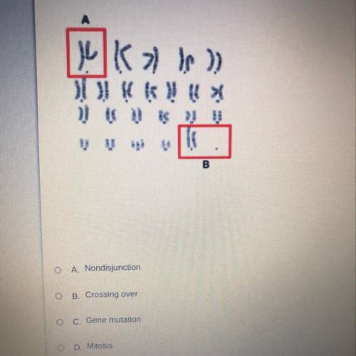 What is the name of the process that results in a karyotype like the one pictured?