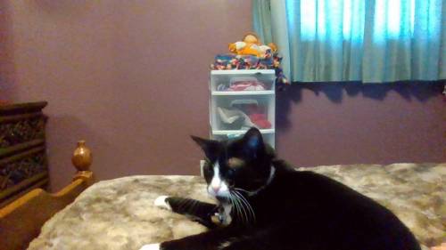This is my kitty cat hes so cute UmU
