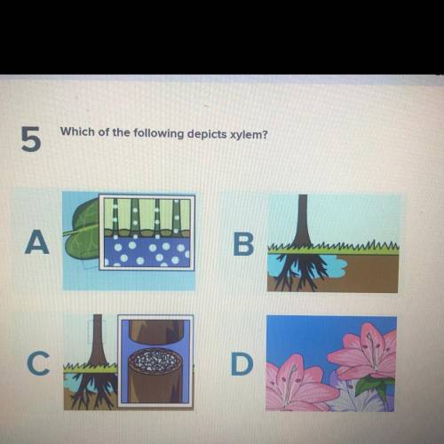 Which of the following depicts xylem?