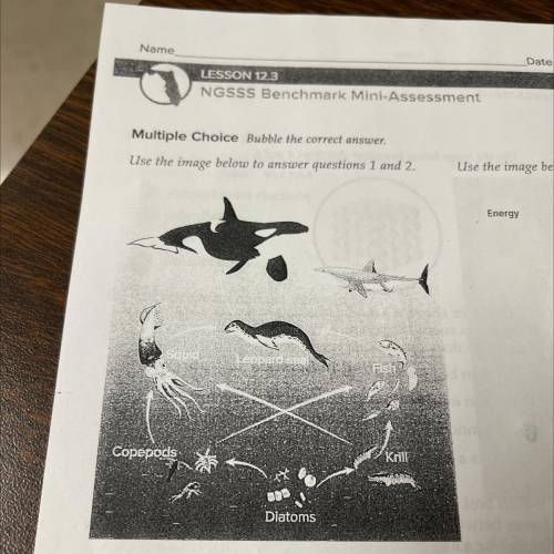 2. Which organism forms the base of the food

web shown above? 
A diatoms
B fish
C krill
D orcas
P
