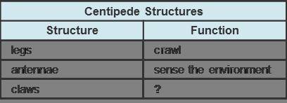 Juan is making a chart to organize his notes about centipedes.

Which best completes the chart?
te