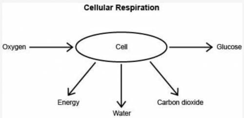 A student made the following diagram to represent cellular respiration.

The title of the diagram