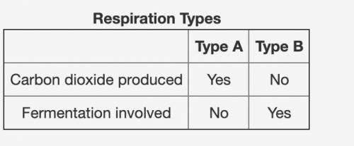 The table below compares two types of respiration. Which statement is correct about Type A and Type