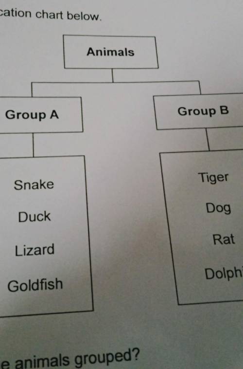 1)How are the animals grouped?2)In which group,A or B,will you place a mosquito?​