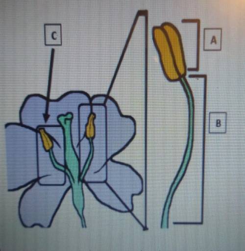 Flowers can contain one or both sexes of flower parts. A ___ is the B____ is the C ____ is the All