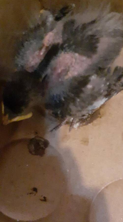 What do i do if i find a baby bird on the ground​