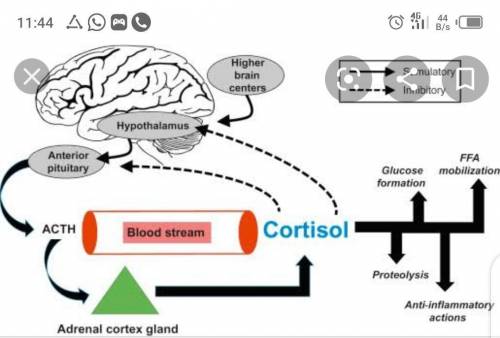 PLEASE HELP I HAVE AN EXAM !!!

With the aid of a diagram, show how secretion of cortisol is regula