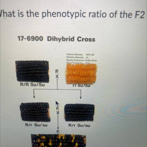 HELPPPPP!!
What is the phenotypic ratio of the F2 generation?