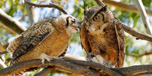 I NEED PICTURES OF THE GREAT HORNED OWLS HABITAT NOW!!