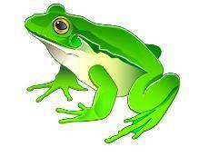Observing Animals

Let’s study and compare three animals: a frog, an ancient and extinct mammal-li