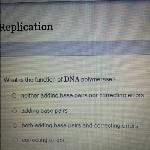 What is the function of DNA polymerase?