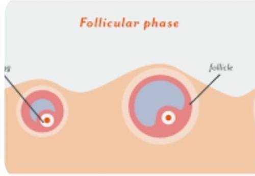 What is ovulation?please help,!!​