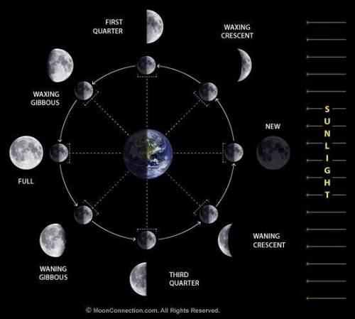 If its first quarter today, what will the phase of the moon be in 2 weeks?