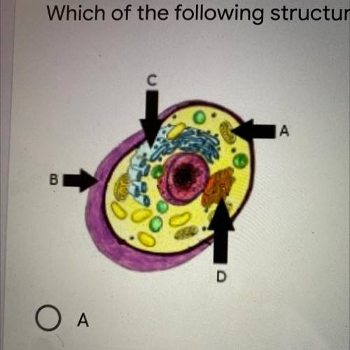 Which of the following structures maintains homeostasis in the cell? *

Captionless Image
A
B
C
D