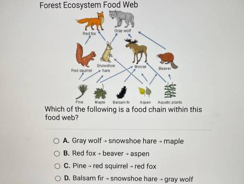 Which of the following is a food chain within this

food web?
A. Gray wolf - snowshoe hare - maple