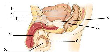 Identify structure number 1.

vas deferens
urethra
scrotum
bladder
prostate gland