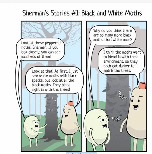 Actually, Sherman, there are more black moths than white ones because . . .