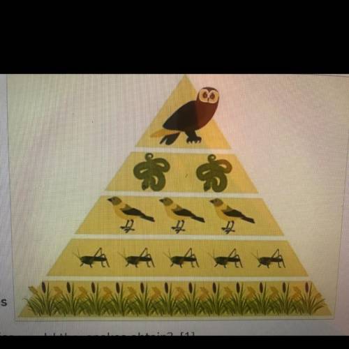Suppose the plants at the base of this energy pyramid contain 450,000 calories of food energy

How