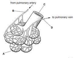 The diagram shows some of the structures in a human lung. Where is the carbon dioxide concentration