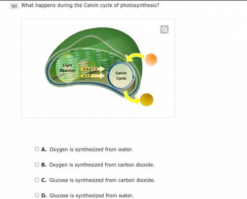 What happens during the Calvin cycle of photosynthesis?