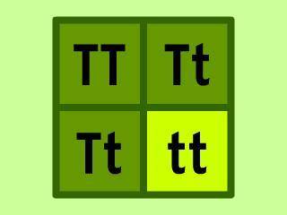 7
The Tts in this Punnett square represent: