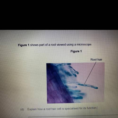 Explain how a root hair cell is specialised for its function