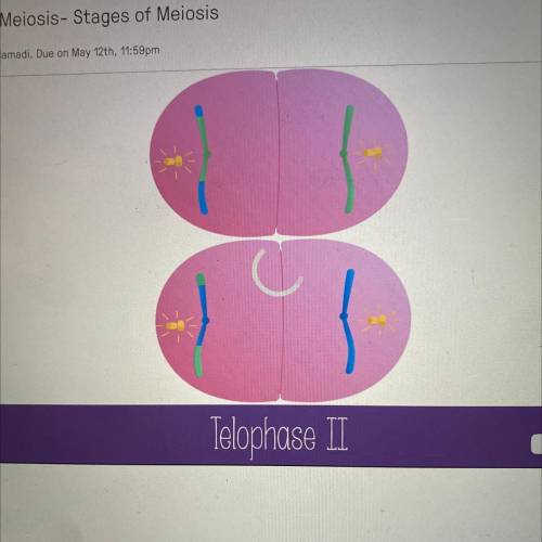 Is anaphase II similar to anaphase in mitosis?
A. Yes
B. No