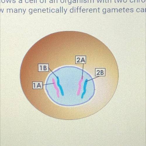 The image below shows a cell of an organism with two chromosomes before

meiosis begins. How many