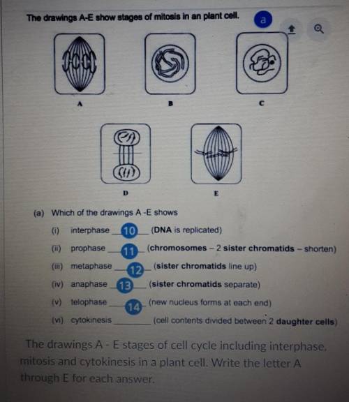 15 points**The drawings A-E show stages of mitosis in an plant cell​