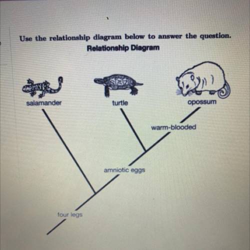 Which statement most accurately describes a relationship between two

animals in the relationship