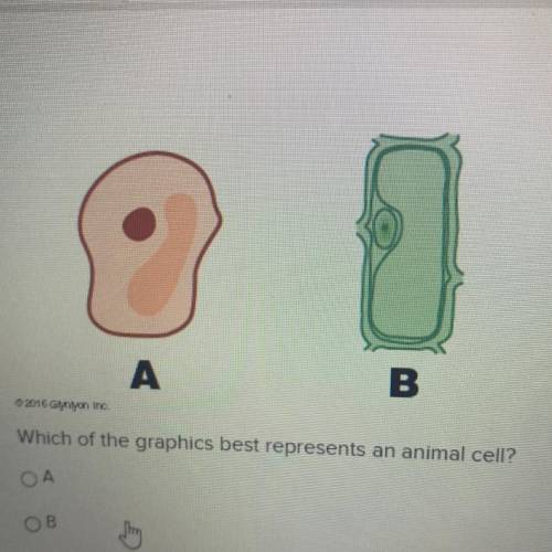 Which of the graphics best represents an animal cell?
ОА
ОВ