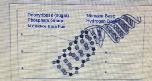 1. Fill in the blanks 
2. What is the full name of DNA