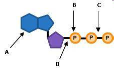 Which label identifies the part of the ATP molecule that changes when energy is released in the cel