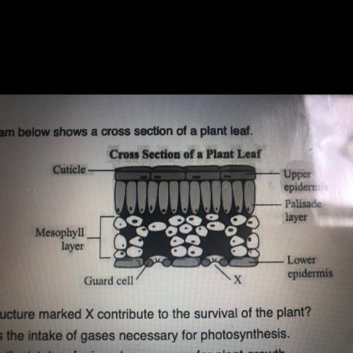 the diagram below shows a cross section of a plant leaf how does the structure marked X contribute