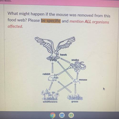 What might happen if the mouse was removed from this

food web? Please be specific and mention ALL