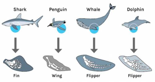The diagram shows the structures of four similar limbs in marine animals. Based on limb structure,