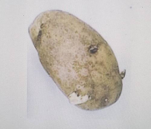 Help please.

Potatoes are specialized stems called tubers. Potato tubers have two functions. (1)