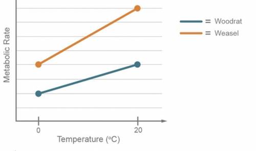 Endothermic animals respond to the drop in environmental temperatures by increasing metabolic rates