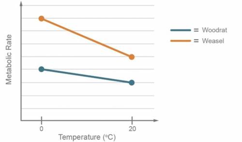 Endothermic animals respond to the drop in environmental temperatures by increasing metabolic rates