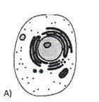 Which picture shows the smallest building block of a living cell?

A
B
C
D