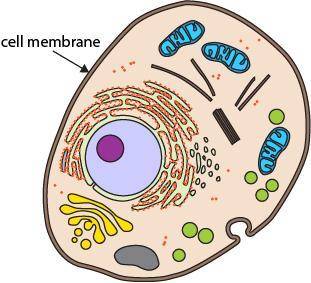 The graphic shows a model of a cell.

Select THREE correct statements that explain how the cell me