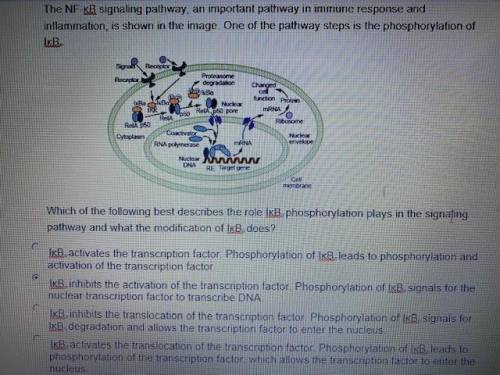 Which of the following best describes the role IκBα phosphorylation plays in the signaling pathway