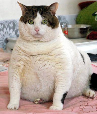 My cat is so fat and I only feed her twice a day should I be worried? 
SHEEEESH