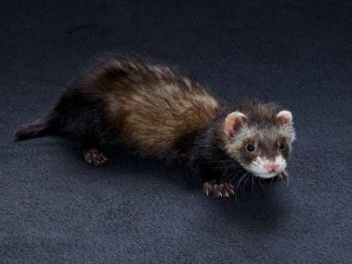 Im getting a ferret that looks like this gimme some names. (its ah boy)