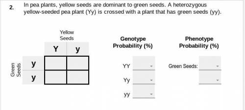 2. In pea plants, yellow seeds are dominant to green seeds. A heterozygous yellow-seeded pea plant