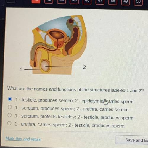 C

3
2
What are the names and functions of the structures labeled 1 and 2?
O 1 - testicle, produce