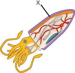 A squid is shown in the diagram.

Which structure is labeled X?
mantle
foot
radula
gill