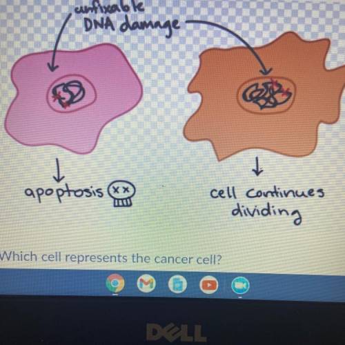Which cell represents the cancer cell?